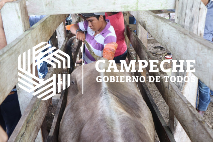 Mejoramiento del hato