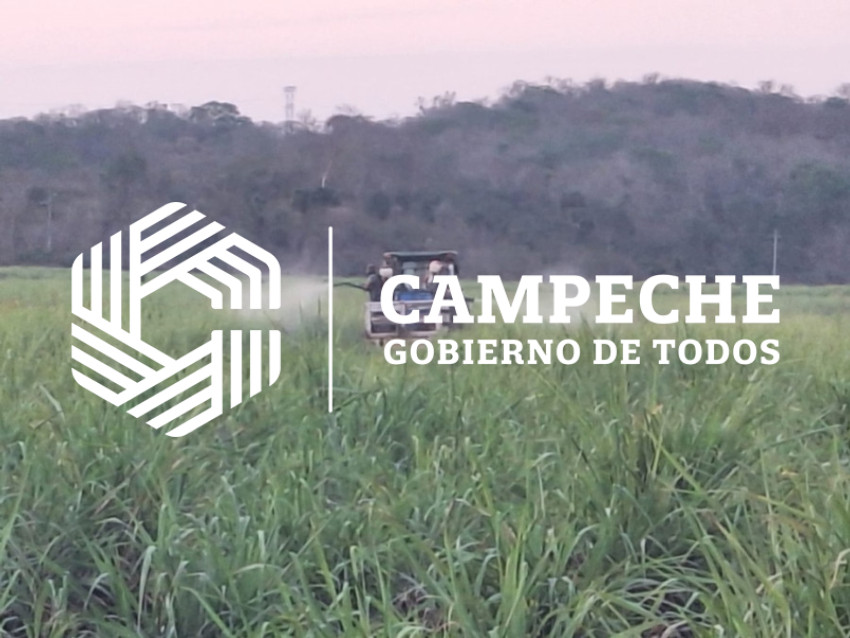 Campaña contra la langosta 1