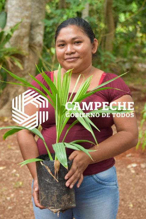 ENTREGA DE APOYO PARA LA SIEMBRA DE JIPI JAPA